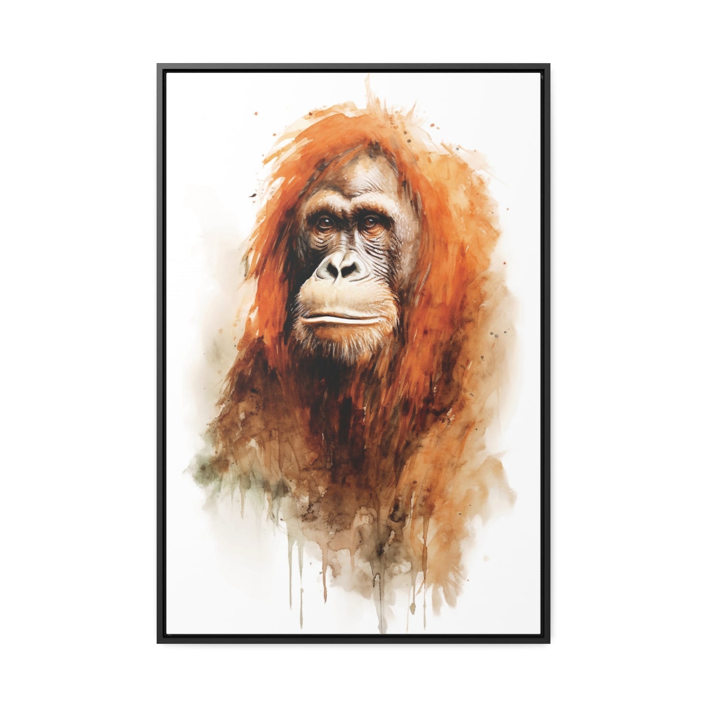 Orangutan