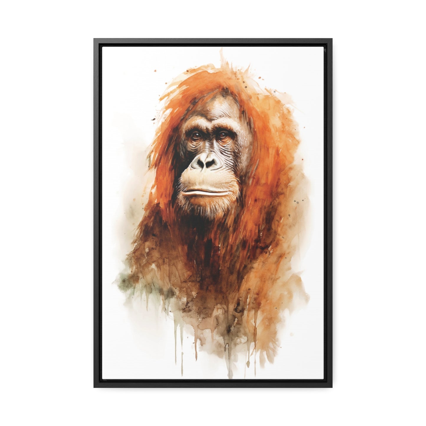 Orangutan